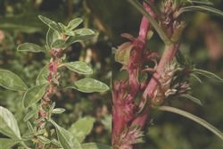 Amaranthus blitoides, tallo con flores axilares y detalle de las flores