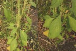 Amaranthus hybridus, planta con espigas terminales y detalle de las hojas