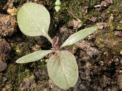Amaranthus retroflexus, cotiledones estrechamente el�pticos y primeras hojas ovales