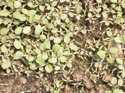 Amaranthus retroflexus, plantulas en distintos estadios de desarrollo