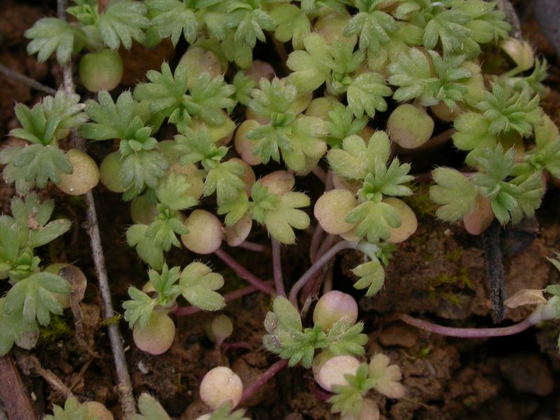 Aphanes arvensis, pl&aacute;ntulas