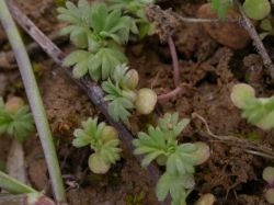 Aphanes arvensis, pl&aacute;ntulas