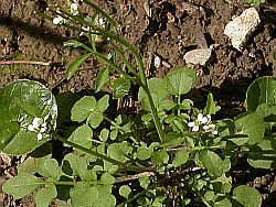 Cardamine hirsuta