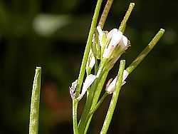 Flores y sil�cuas de Cardamine hirsuta
