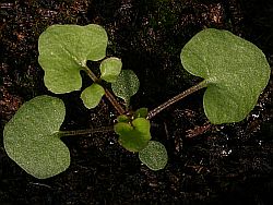 Cardamine hirsuta, cotiledones, dos primeras hojas simples y siguientes compuestas