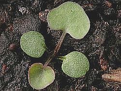 Cardamine hirsuta, cotiledones y dos primeras hojas simples