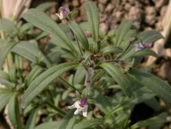 hojas y flores de Chaenorhinum minus