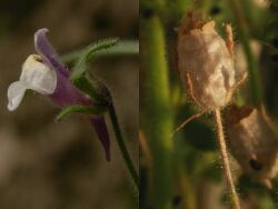 flor con espolón y fruto en cápsula de Chaenorhinum minus