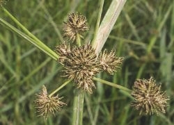 Cyperus difformis