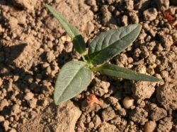 Datura stramonium, cotiledones y primeras hojas