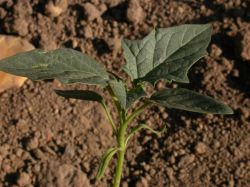 Datura stramonium, cotiledones y hojas; las primeras enteras, las superiores claramente dentadas