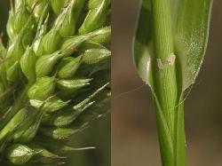 detalle de las espiguillas y hoja sin l&iacute;gula