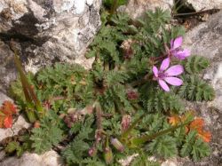 Erodium cicutarium