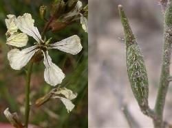 flor y sil�cua de Eruca vesicaria