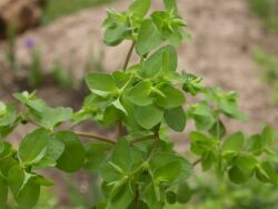 Euphorbia peplus