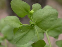 c�psulas de Euphorbia peplus