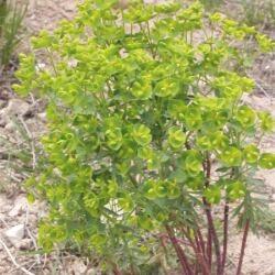 Euphorbia segetalis
