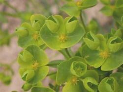 ciatios de Euphorbia segetalis