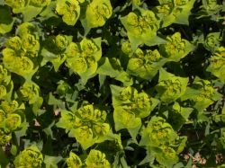 Euphorbia serrata