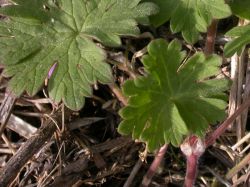 Geranium molle, hojas suborbiculares, estípulas blancas