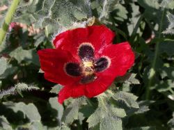 Glaucium corniculatum, flor con cuatro pétalos; se observa el estigma de color amarillo