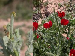 Glaucium corniculatum, fruto joven (izda.) y cápsula desarrollada (dcha.)