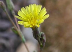 Lactuca serriola, cap&iacute;tulo con flores liguladas