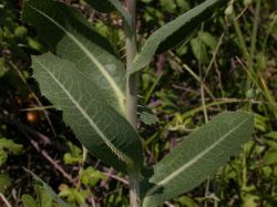 Lactuca serriola, hojas con espinas en su margen y en el nervio medio por el env&eacute;s