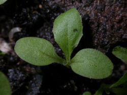 Lactuca serriola, cotiledones ovados y hoja subentera