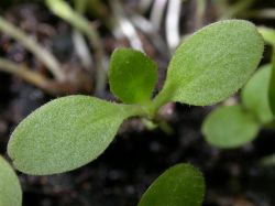 Lactuca serriola, cotiledones ovados escasamente pelosos y primera hoja iniciando su desarrollo