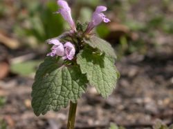 Lamium purpureum