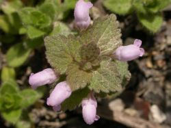 inflorescencia y brácteas decusadas