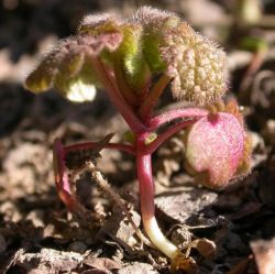 Lamium purpureum, cotiledones con el limbo peloso