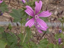 flor y hojas reniformes
