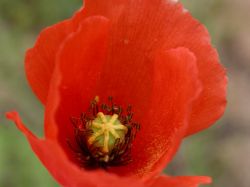 Papaver dubium, flor con disco estigmatífero con 7 radios