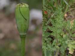 Papaver dubium, cápsula con pedúnculo con pelos adpresos (izda.), hoja 2 veces pinnatipartida (dcha.)
