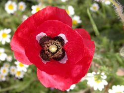 flor de Papaver rhoeas