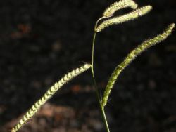 Paspalum dilatatum, inflorescencia formada por 4 racimos espiciformes