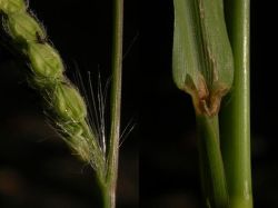 Paspalum dilatatum, espiguillas ovadas, con pelos lanosos (izda.); hoja ligulada (dcha.)