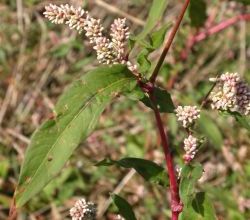 Persicaria maculosa