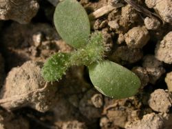 Picris echioides, cotiledones el&iacute;pticos y primeras hojas enteras, con pelos r&iacute;gidos