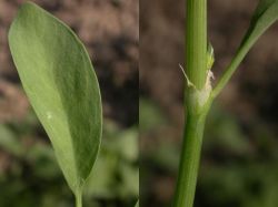 hoja y ócrea en la inserción de la hoja en el tallo