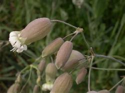 Silene vulgaris: flor con c&aacute;liz hinchado