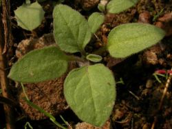 Solanum nigrum, cotiledones y primeras hojas subenteras con el margen ciliado