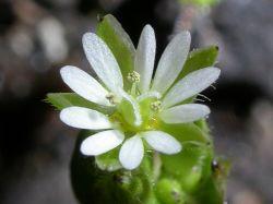 Stellaria media: flor con p&eacute;talos bipartidos
