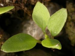 Stellaria media, cotiledones y primeras hojas