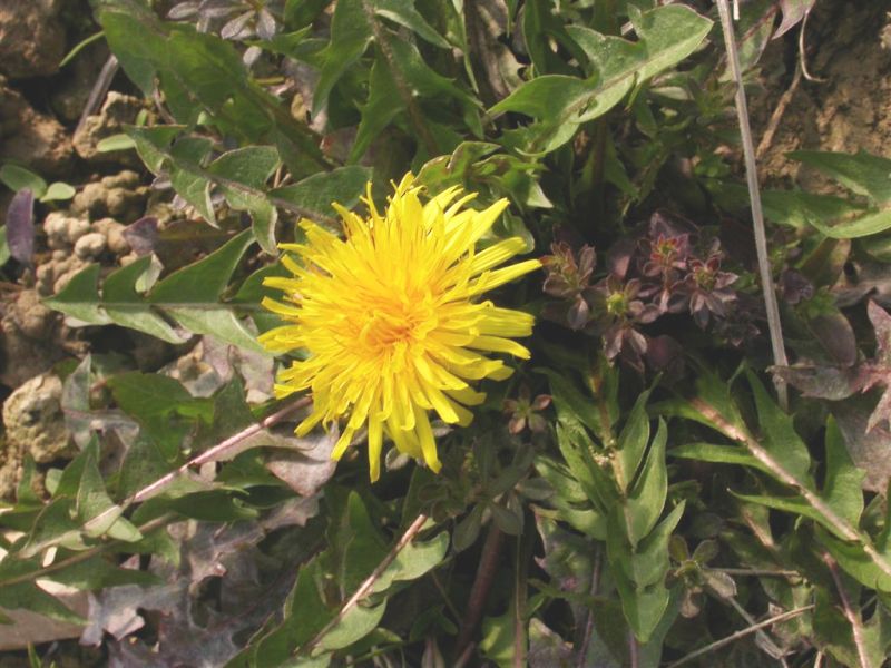 Taraxacum officinale