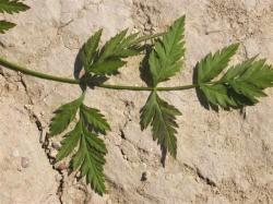 hoja de Torilis arvensis