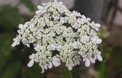 umbela de Tordylium maximum; los pétalos del exterior de la umbela están más desarrollados