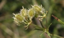 frutos en umbélula de Daucus carota, con bracteolas en la base